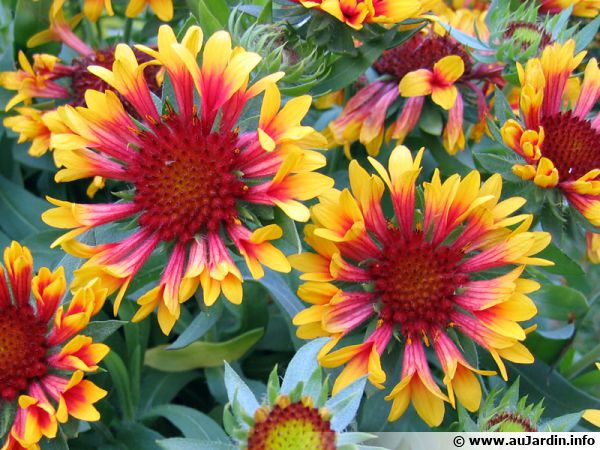 Gaillarde Gaillardia Planter Cultiver Multiplier