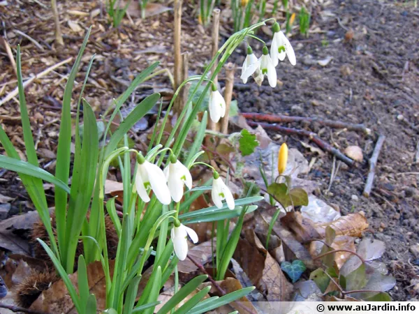 Perce-neige, Galanthus nivalis