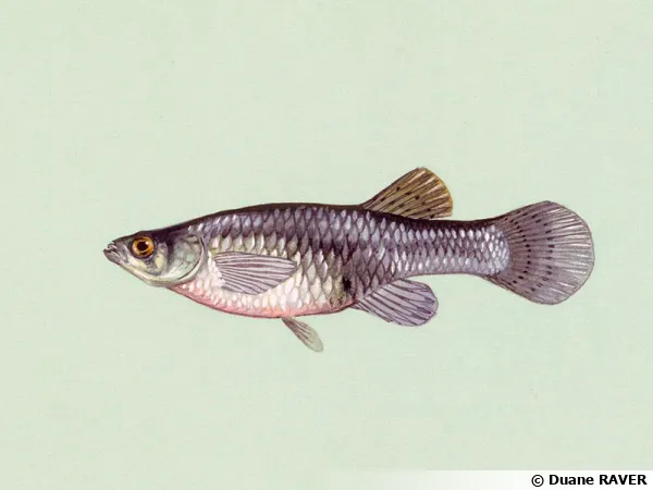 La gambusie (Gambusia affinis)