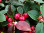 Gaulthérie couchée, Thé du Canada, Alisier, Gaultheria procumbens