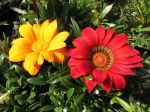 Fleurs aux pétales rayées de Gazania Fleurs aux pétales rayées de Gazania