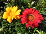 Fleurs aux p�tales ray�es de Gazania