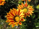 Gazanie, Gazania