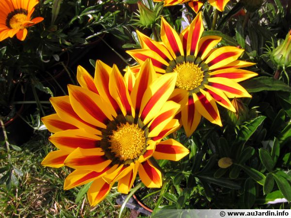 fleur gazania