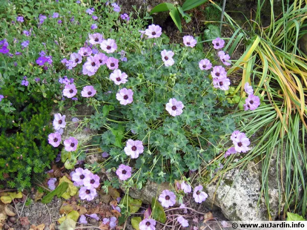 Géranium vivace