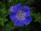 Granium vivace Rozanne, Geranium 'Rozanne'