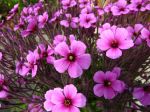 Fleurs du Geranium maderense Fleurs du Geranium maderense