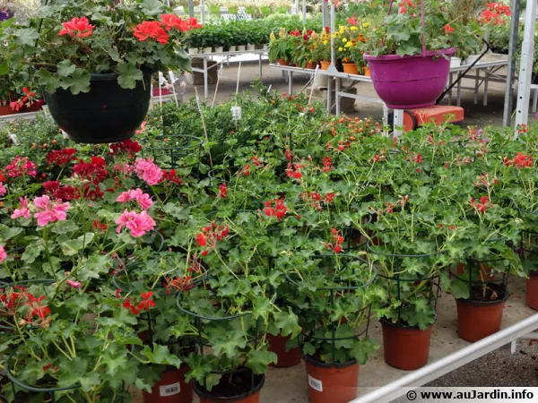 Des géraniums dans les rayons des jardineries au printemps