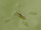 L'araigne d'eau