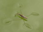 Araignée d'eau, Patineur, Gerris lacustris