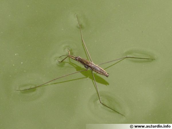 Gerris lacustris ou araignée d'eau en chasse sur un plan d'eau