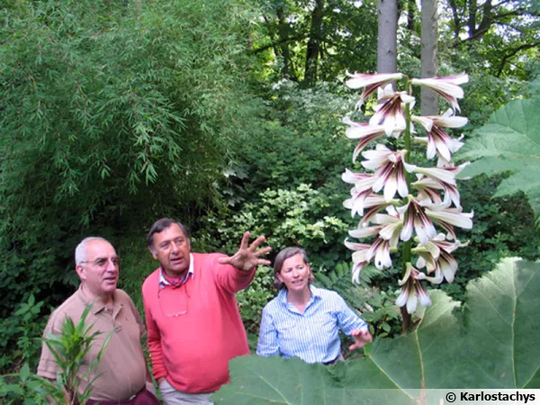 Giganteum yunnanense au jardin Jungle Karlostachys