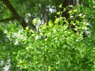 Arbre aux 40 �cus, Ginkgo biloba