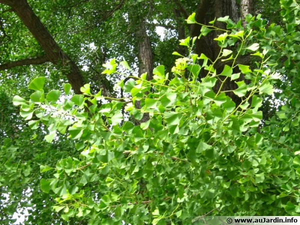 Arbre aux 40 écus, Ginkgo biloba