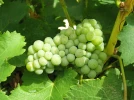 Vin naturel : tout comprendre sur cette d�marche sans intrants et respectueuse du terroir