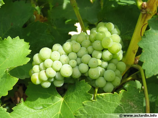 Grappe de raisins