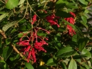 Grvillier de Deua, Grvilla de Deua, Grevillea rhyolitica