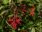 Grvillier de Deua, Grvilla de Deua, Grevillea rhyolitica
