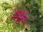 Grevillea x 'Robyn Gordon' Grevillea x 'Robyn Gordon'