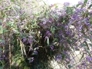 Occulter avec des fleurs