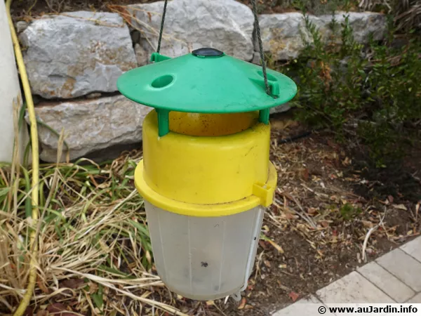 Réutilisation d'un piège à phéronomes comme piège à guêpes avec du poisson et de l'eau comme appât