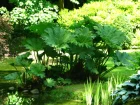 Gunnre, Gunnera manicata, Rhubarbe gante
