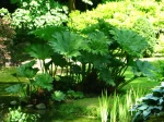 Gunn�re, Gunnera manicata, Rhubarbe g�ante