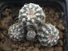 Cactus araignée, Cactus menton, Gymnocalycium bruchii