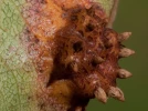 La rouille grillag�e du poirier, un champignon � surveiller