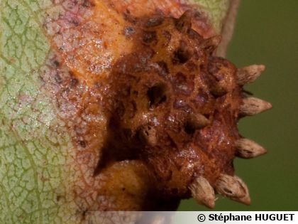 La rouille grillag�e du poirier, un champignon � surveiller