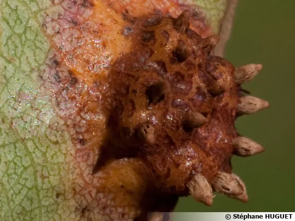 Rouille grillage, Gymnosporangium sabinae