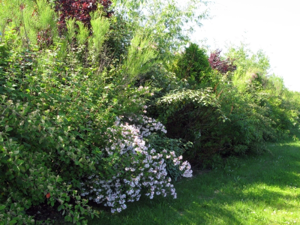 Arbres et arbustes
