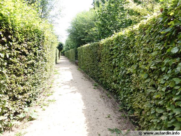 Des haies de charmes pour cloisonner des espaces dans le jardin