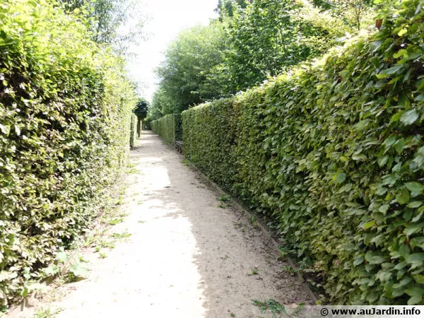 Des haies de charmes pour cloisonner des espaces dans le jardin