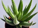 Haworthia attenuata