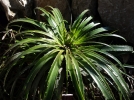 Hechtie, Hechtia epigyna