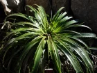 Hechtie, Hechtia epigyna