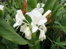 Gingembre papillon, Mariposa, Gingembre blanc, Hedychium coronarium