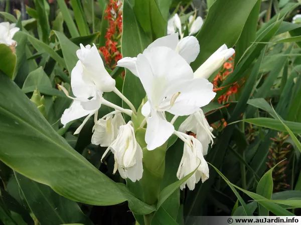 Gingembre papillon, Mariposa, Gingembre blanc, Hedychium coronarium