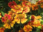 Hélénie Feuerspiegel, Helenium x 'Feuerspiegel' Hélénie Feuerspiegel, Helenium x 'Feuerspiegel'