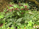 Hellbore, Rose de Nol, Rose de Carme, Herbe aux fous, Helleborus