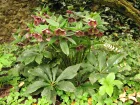 Hellbore, Rose de Nol, Rose de Carme, Herbe aux fous, Helleborus