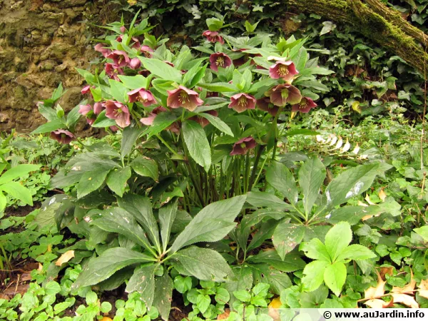 Hellbore, Ellbore, Herbe aux fous, Rose de Nol, Rose de Carme, <i>Helleborus</i>