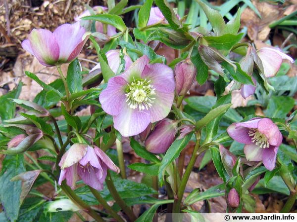 L'hellébore oriental Helleborus orientalis ou Helleborus x hybridus