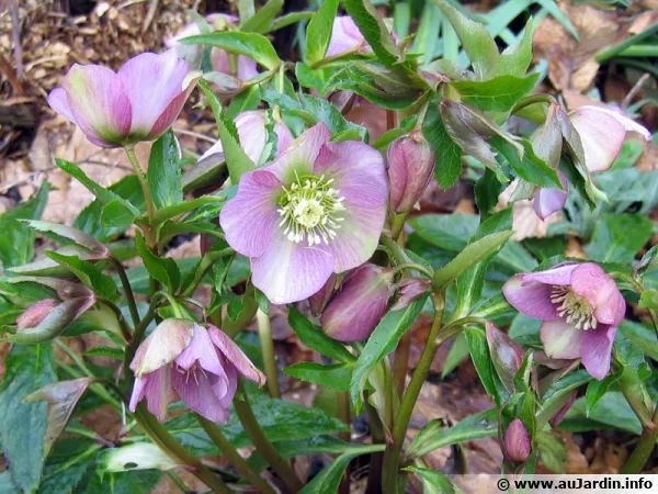 L'hellébore oriental Helleborus orientalis ou Helleborus x hybridus