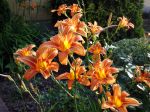 Hémérocalle orange, Lis d'un jour, Hémérocalle fauve, Hemerocallis fulva