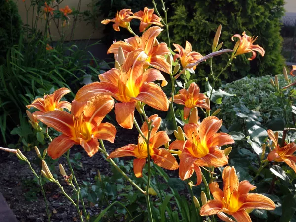 Hémérocalle orange, Lis d'un jour, Hémérocalle fauve, Hemerocallis fulva
