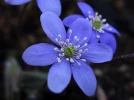 Hepatica nobilis, An�mone h�patique