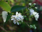 Heptacodion de Chine, Arbre  7 fleurs, Heptacodium jasminoides