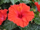 Comment hiverner un hibiscus?